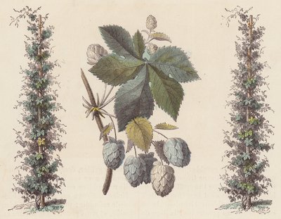 Bira yapımı için şerbetçiotu (renkli gravür) by French School