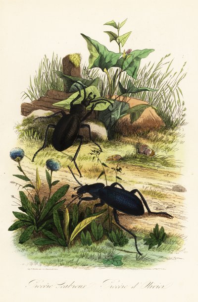 Büyük menekşe yer böcekleri, Carabus scabrosus by French School