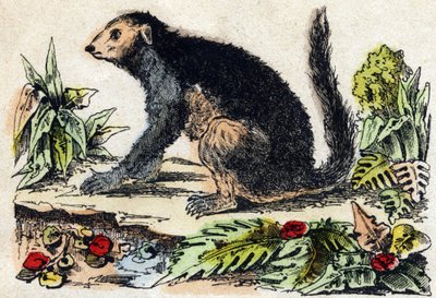 Indri (Lemuryalı). “Alphabet des animaux sauvages”” üzerine gravür. 9. Seri. Epinal