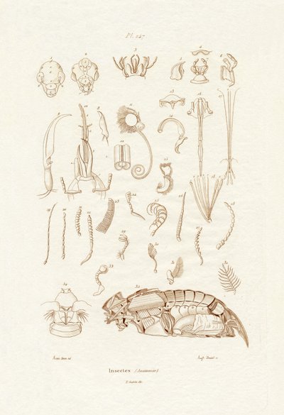 Böcekler, 1833-39 by French School