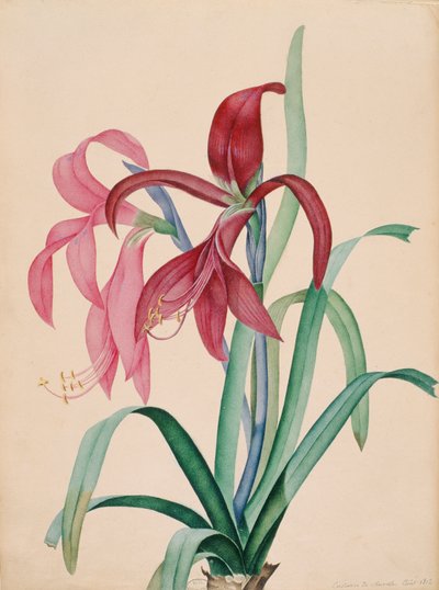 İris, 1812 by French School