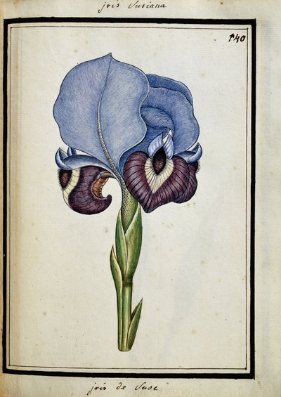 iris suzan by French School