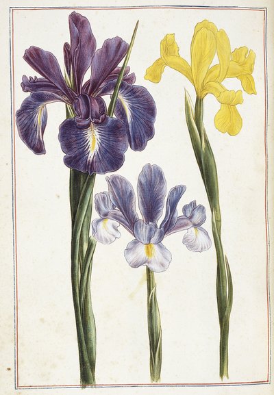 Süsenler, 18. yüzyıl by French School