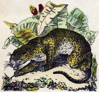 Jaguar. “Alphabet des animaux sauvages” içinde gravür. 9. Seri. Epinal