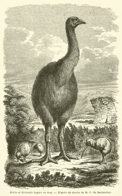 Kivi ve Dinormis büyük ou moa (gravür) by French School