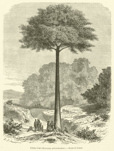 Süt ağacı, Brosimum galaktodendron (gravür) by French School