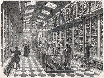 Paris Tıp Okulu - Karşılaştırmalı Anatomi Galerisi - Edmond Texier 1852