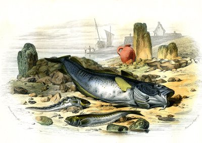 Oviparous Blenny (Blennius viviparus), yaşayan trachinus ve gad morina balığının altında - Bernard Germain de Lacepede (1856-1925) tarafından Histoire Naturelle'den çıkarılan plaka, baskı P.Furme, Paris by French School