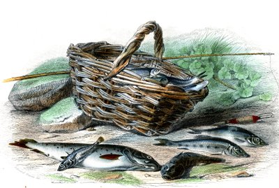 Alabalık (Salmo Trutta), Chabot's cote (Collus Chabraea), ıspanak (Gasterosteus aculeatus), mersin balığı (Gobio Gobio), yetenekli (Alburnus Alburnus) - Bernard Germain de Lacepede (1856- 1925) tarafından Doğa Tarihinden Levha , P.Furme baskısı, Paris by French School