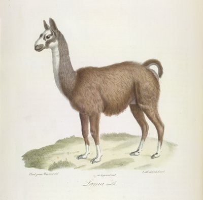 Memelilerin Doğal Tarihinden Erkek Lama (renkli taş) by French School
