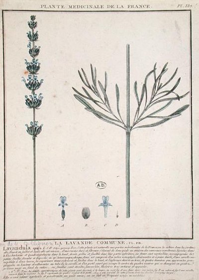 Lavanta Spike, 