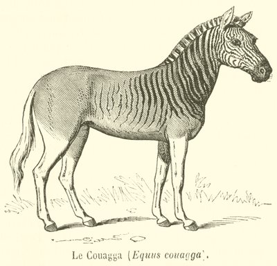 Le Couagga, Equus couagga (gravür) by French School