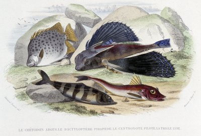 Argus chétodon, pirapéde tyloptera, pilot centronote, lir trigle - Lacépède tarafından “Doğal Tarih”te, ed. Furne, Paris by French School