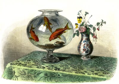 Japon Balığı (Cyprinus Auratus) - Bernard Germain de Lacepede (1856-1925) tarafından Histoire Naturelle'den çıkarılan levha, baskı P.Furme, Paris by French School