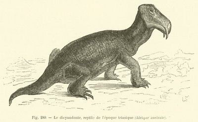 Dicynodont, Triyas döneminden sürüngen, Güney Afrika (gravür) by French School