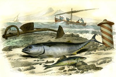 Le thon (Scomber Thynnus), le mackereau (Scomber Scombrus) - Bernard Germain de Lacepede (1856-1925) tarafından Histoire Naturelle'den alınan levha, P.Furme baskısı, Paris by French School
