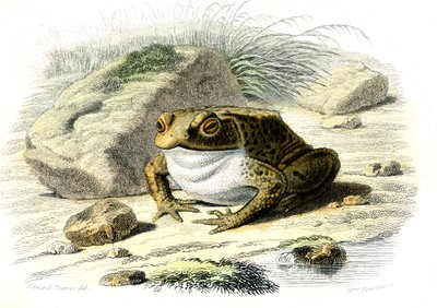 Le kurbağa (Bufo vulgaris) - Doğa Tarihinden Plaka, Bernard Germain de Lacepede (1856-1925), P.Furme baskısı, Paris by French School