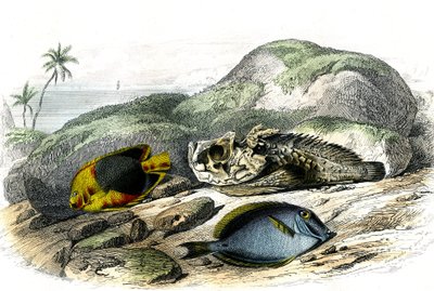 Üç renkli (Holocanthus tricolor), korkunç ve enayi (Acanthurus Surgery) - Bernard Germain de Lacepede (1856-1925) tarafından Histoire Naturelle'den çıkarılan plaka, baskı P.Furme, Paris by French School