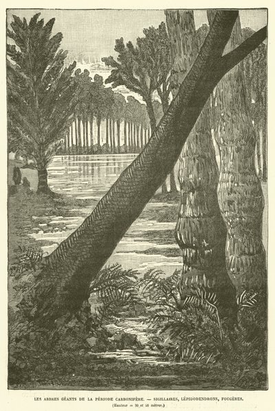 Karbonifer döneminin dev ağaçları (gravür) by French School