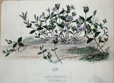 Küçük Deniz salyangozu veya Vinca minör (renkli gravür) by French School