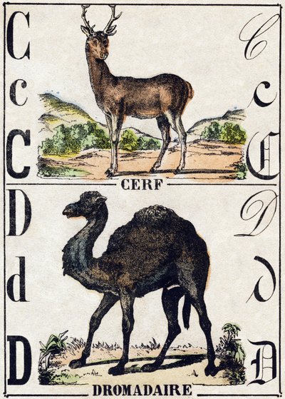C Harfi Geyik; Dromedary. “Alphabet des animaux sauvages”” üzerine gravür. 9. Seri. Epinal