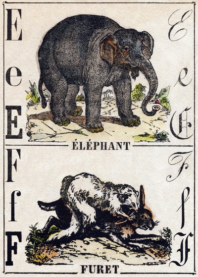 E harfi fil; F Gelincik. “Alphabet des animaux sauvages”” üzerine gravür. 9. Seri. Epinal