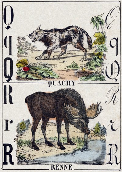 Q harfi Quachy (Güney Amerika aslan köpeği); Ren geyiği. “Alphabet des animaux sauvages” içinde gravür. 9. Seri. Epinal