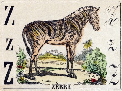 Z harfi Zebre. “Alphabet des animaux sauvages” içinde gravür. 9. Seri. Epinal
