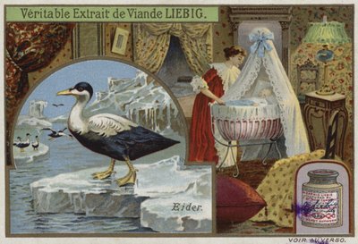 Bir eider içeren güzel kart by French School