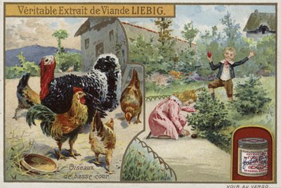 Kümes hayvanları içeren Liebig kartı by French School