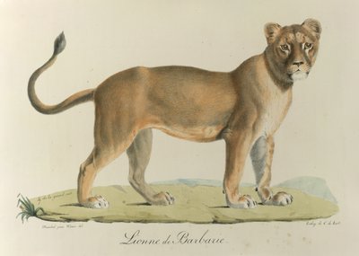 Barbary Lionee. 