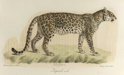 Leopar, erkek. 