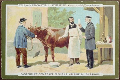 Louis Pasteur (1822-95) şarbonu araştırıyor, Chocolaterie dAiguebelle