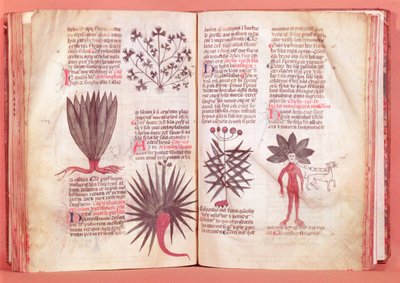 Mandrake, Dioscorides tarafından yapılan bir antlaşmadan (MS 40-c.90) by French School