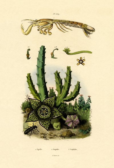 Mantis Karides, 1833-39 by French School