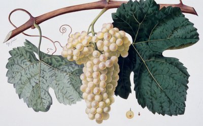 Marsanne üzüm çeşidi (Cotes du Rhone), ampelografi by French School