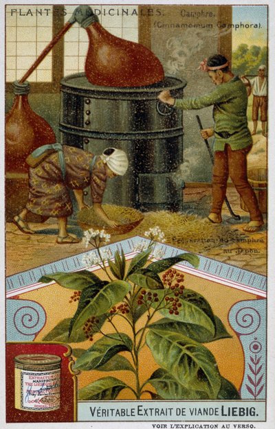Şifalı bitkiler: kafur; Japonya'da kafurun hazırlanması - Chromo Liébig, v.1900 by French School