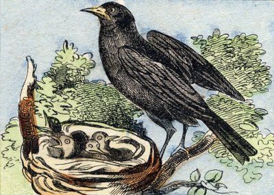 Merle. "Buffon Alphabet des Oiseaux n 2" de gravür. 3. Serie N 2. Epinal
