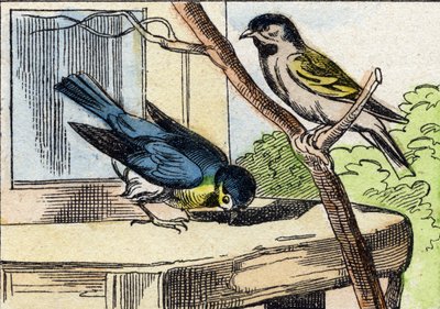 Mesange. "Buffon Alphabet des Oiseaux n 1" de gravür. 3. Serie N 1. Epinal