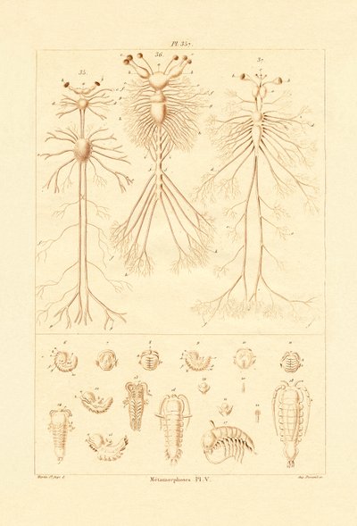 Metamorfoz, 1833-39 by French School