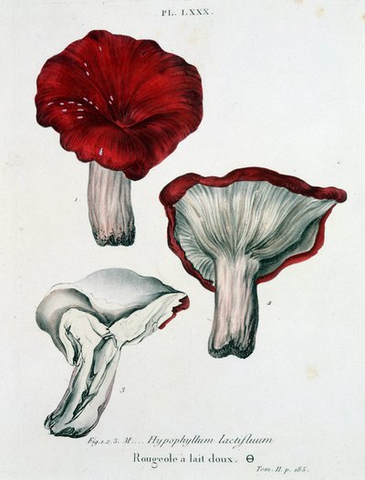 Süt Kızamık - Jean Jacques Paulet, 18. yüzyılın sonlarında “Treatise des champignons” da by French School
