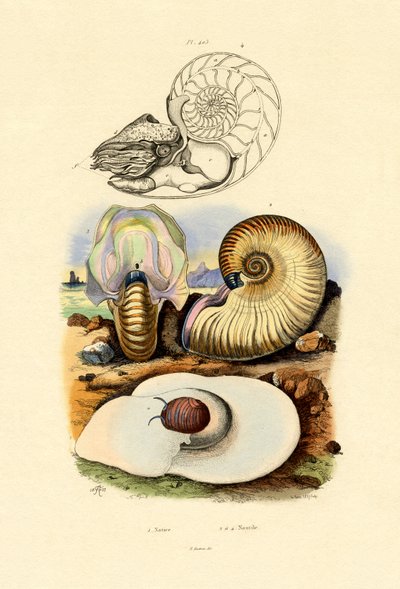 Ay Salyangozu, 1833-39 by French School