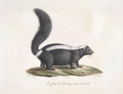 Kokarca. Skunk, Memelilerin Doğal Tarihinden (renkli taş) by French School