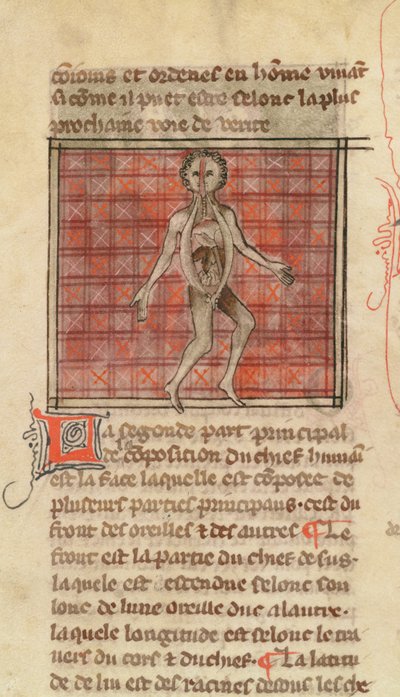 Ms 2030 fol.17 Anatomik figür, La Chirurgie de Maitre Henri de Mondeville