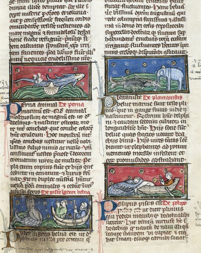 Ms 320 Fol.116 deniz canavarları, Thomas Van Cantimpré (1201-72) tarafından yazılan Şeylerin Doğası