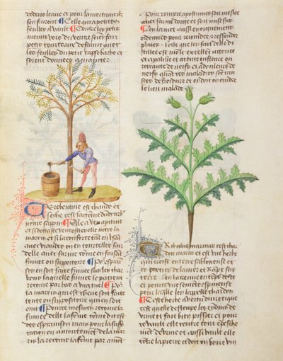 Hanım. Dioscorides Tarafından Farklı Bitkiler Üzerine, fol.165r Dokunarak Terebentin by French School