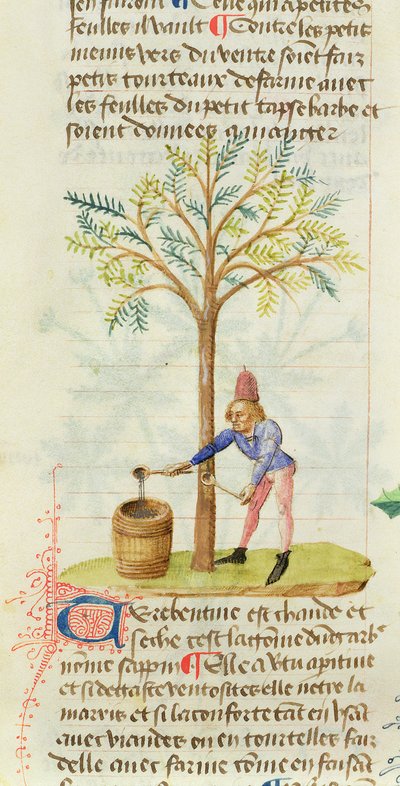 Bayan Est 28 M.5.9 fol.165r Grand Herbier