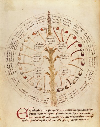 Ms Lat 11229 fol.19r İdrar analizi için tablo, Petit Traite dhygiene et Medecine