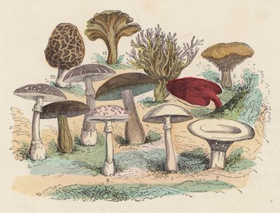 Mantarlar (renkli gravür) by French School