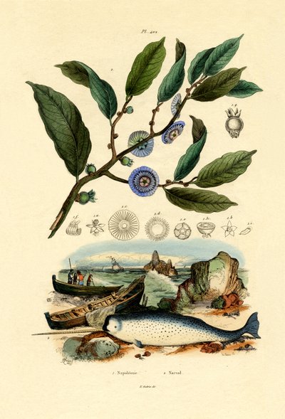 Napolyon